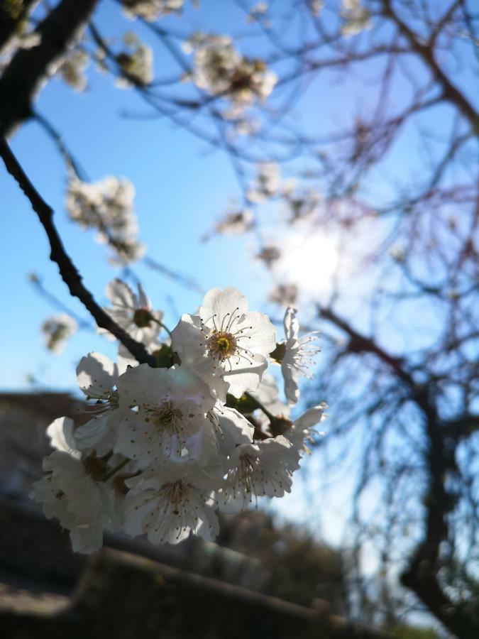 Apartman Agava Njivice Esterno foto